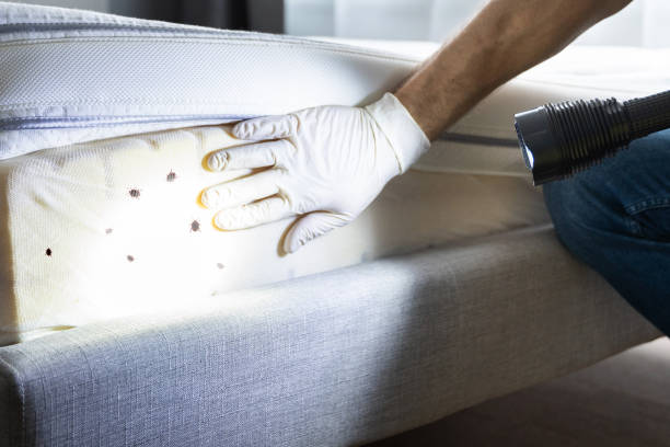Best Affordable Pest Control Services  in Greeley, CO