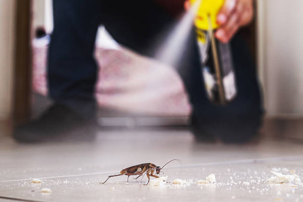 Best Termite Control Services  in Greeley, CO